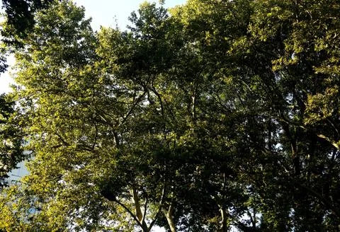 Sunlight peaks thru a tree in Central Park Stock Photos