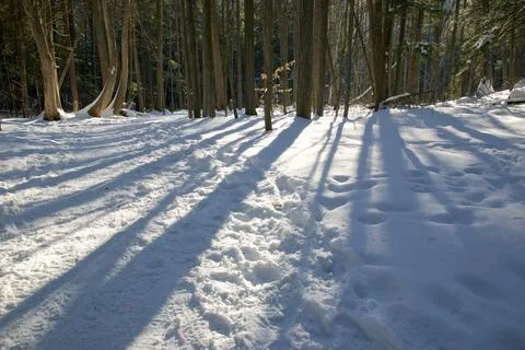 Sunlight peeked through the trees.  Shadow of the trees in the forest. Stock Photos