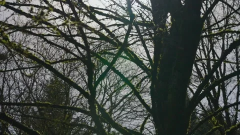 Sunlight Peeking Through Bare Tree Branches Stock Footage 256955233