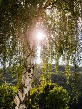 Sunlight Peeking Through Birch Tree Leaves Stock Photos
