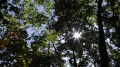 Sunlight peeking through forest canopy Stock Footage 80918411