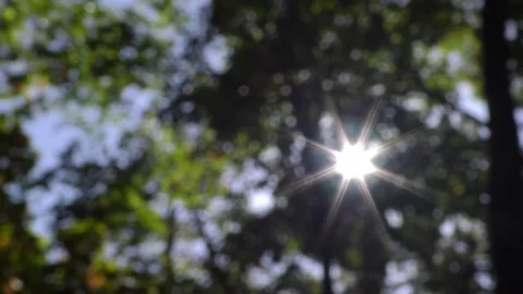 Sunlight peeking through forest canopy Stock Footage 80918656