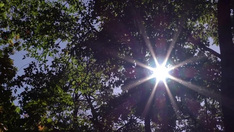 Sunlight peeking through forest canopy Stock Footage 80918732