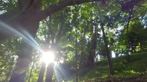 Sunlight Peeking Through Jungle Canopy – Australia Stock Footage 311585675