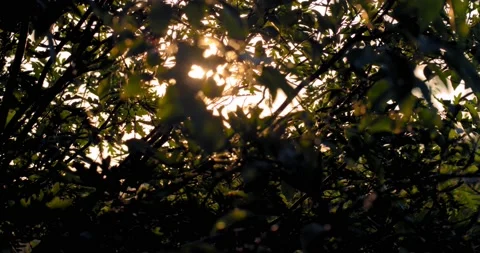 Sunlight peeking through leaves in the summer sun Stock-Footage 133446701