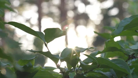 Sunlight Peeking Through Lush Green Leaves in a Peaceful Summer Forest Garden Stock-Footage 339627703
