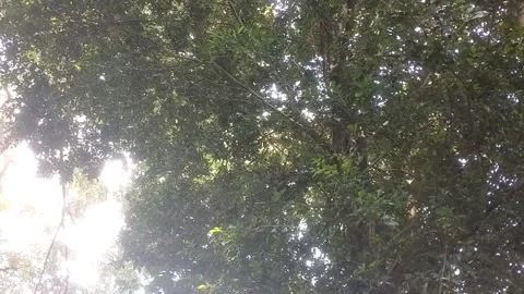 Sunlight Peeking Through Lush Greenery. Stock-Footage 332057907