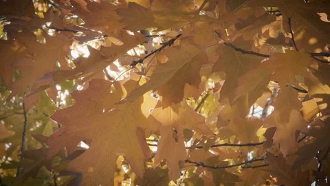 Sunlight Peeking Through Orange and Yellow Autumn Leaves Stock Footage 90870121