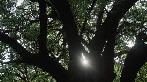 Sunlight Peeking Through Tree Branches - Panning Shot with Lens Flare Stock Footage 326692699
