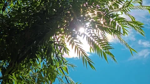 Sunlight peeking through tree leaves on a bright sunny day. 4K Stock-Footage 332569426