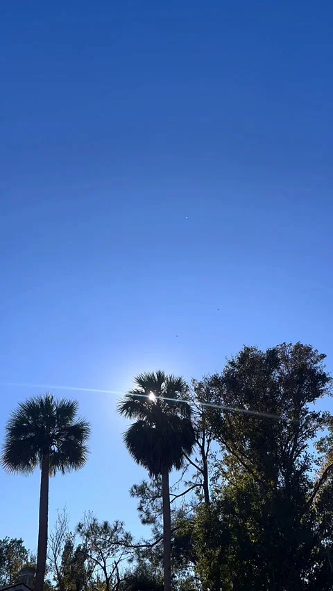 Sunlight Peeking Through Trees Under a Bright Blue Sky Stock Footage 295817644