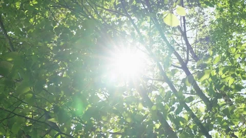 Sunlight Peeking Through Vibrant Green Leaves Stock Footage 255398979