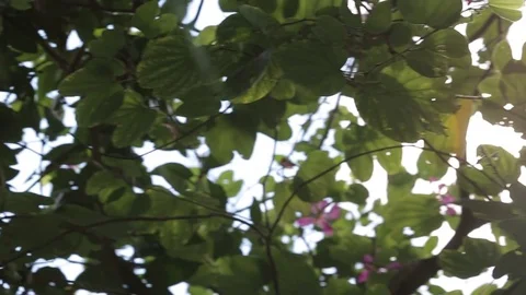 Sunlight Peeking Thru Leaves Stock Footage 83199997