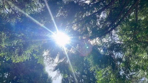Sunlight peeks through the branches of tall trees, dappled light and shadows in Stock Footage 297085788