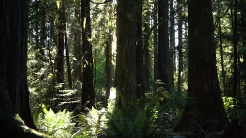 Sunlight peeks through calm mossy forest trees in Olympic Park, WA Stock Footage 319044974
