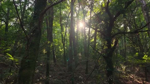 Sunlight Peeks Through Dense Trees In A Serra de Outes Stock Footage 344946083