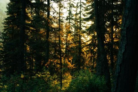 Sunlight peeks through dense trees Stock Photos