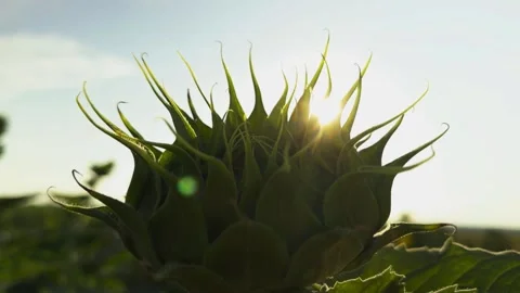 Sunlight peeks through emerging sunflower, casting gentle glow green leaves Stock Footage 287426159