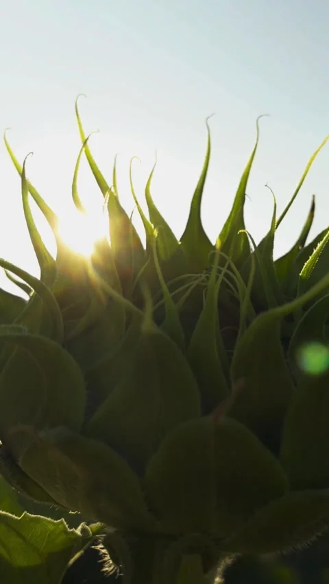Sunlight peeks through emerging sunflower, casting gentle glow green leaves Stock Footage 294817272