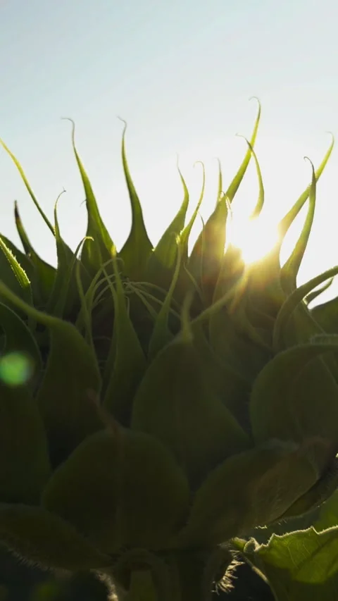 Sunlight peeks through emerging sunflower, casting gentle glow green leaves Stock Footage 301293802