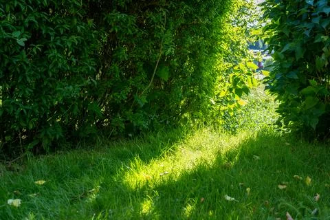 Sunlight peering through a small divide in a large green hedge. Stock Photos
