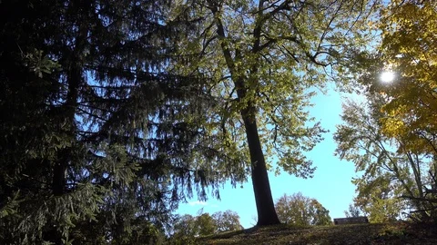 Sunlight Peering Through Trees With Picnic Bench On Hill Stockbeeldmateriaal 121653403