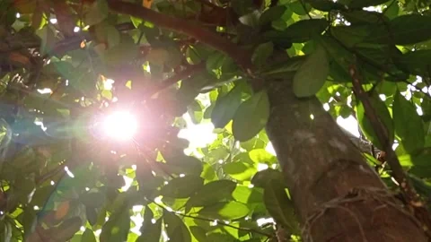 Sunlight penetrated the tree in the tree Stock Footage 136943386
