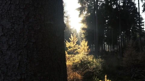 Sunlight penetrates the forest Stock Footage 242343542