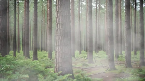 Sunlight penetrates the mist between the pine trees 스톡 동영상 305578443