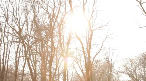 The sunlight penetrates through the bare trees Stock Footage 52595647