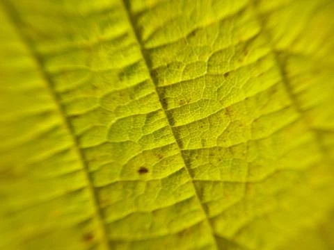 Sunlight penetrates through a leaf of a tree 库存照片