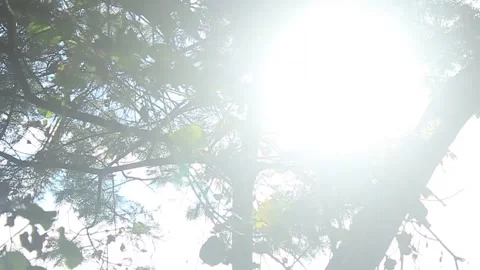 Sunlight penetrates through the top of a tree branch in a tropical forest Video stock 275635070