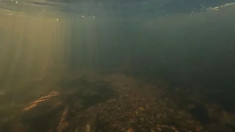 Sunlight Penetrating River Surface Revealing Freshwater Pearl Mussel Below Stock Footage 327420893