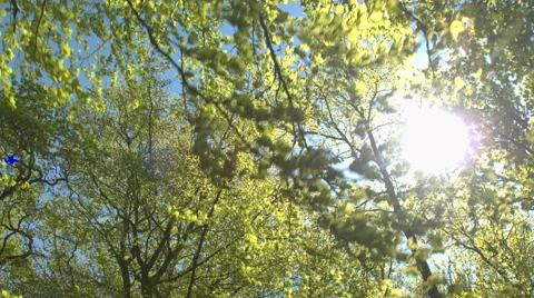 Sunlight penetrating through green tree canopies and branches in sunny spring Stock Footage 65451793