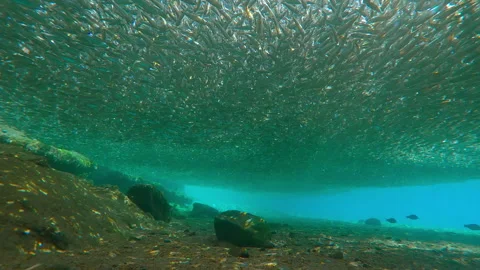 Sunlight permeated compact gray cloud of Silversides gathered in shallows at Stock Footage 331479699