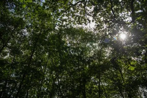 Sunlight 스톡 사진