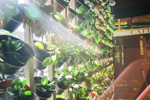 Sunlight Stock Photos