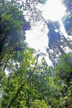 Sunlight Stock Photos