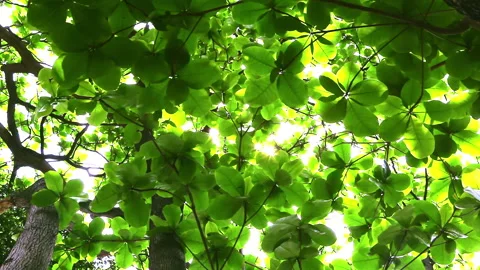 Sunlight pierced through the lush green canopy of the large-leaved olive tree 動画素材 330594400