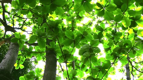 Sunlight pierced through the lush green canopy of the large-leaved olive tree Vídeo Stock 330594418