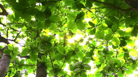 Sunlight pierced through the lush green canopy of the large-leaved olive tree Stock Footage 330594456