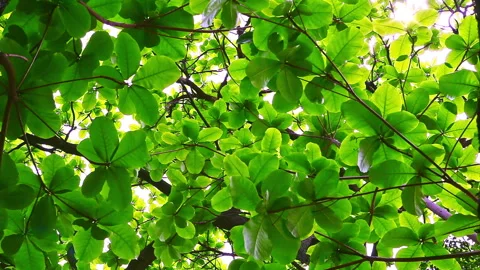 Sunlight pierced through the lush green canopy of the large-leaved olive tree Stock Footage 330594486
