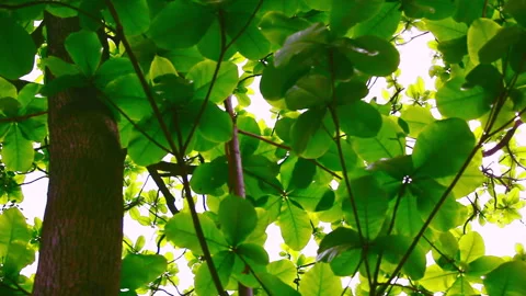 Sunlight pierced through the lush green canopy of the large-leaved olive tree Stock Footage 330594498