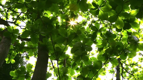 Sunlight pierced through the lush green canopy of the large-leaved olive tree Stock Footage 330594506