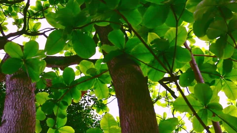 Sunlight pierced through the lush green canopy of the large-leaved olive tree Stock Footage 330594517