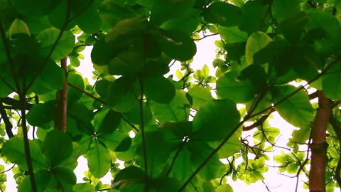 Sunlight pierced through the lush green canopy of the large-leaved olive tree 動画素材 330594528