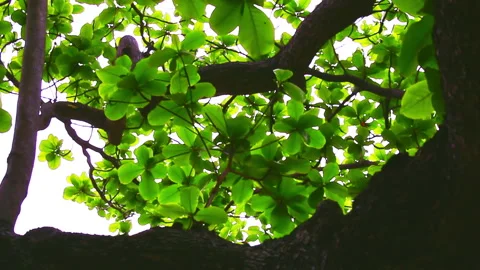 Sunlight pierced through the lush green canopy of the large-leaved olive tree Stock Footage 330594552