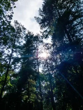 Sunlight Pierced Through The Silhouettes Of The Pine Trees 스톡 사진