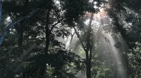 Sunlight Pierces the Forest Stock Footage 39537931