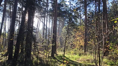 Sunlight pierces tall pine trees Stockbeeldmateriaal 347501536